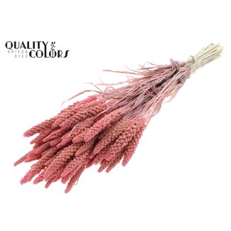 QC Getrocknete Gebleichte Hirse | Farbe: Frosted Rosa | Pennisetum Trockenblumen | Länge ± 70 Zentimeter | Gewicht 200 Gramm | Pro Bund