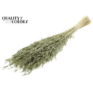 QC Gebleichter Getrockneter Hafer | Farbe: Olivgrün | Avena Trockenblumen | Länge ± 60 Zentimeter | Gewicht 200 Gramm | Pro Bund