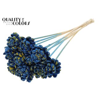 QC Shola Rozen op stok | Kleur: Gespetterd Blauw Geel | Shola New Beauty Rose | Diameter 6 centimeter | Lengte ± 50 centimeter | 10 bijstekers per bos | Per bos