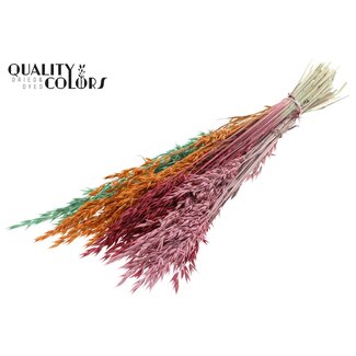 QC Gedroogde Haver “Summer Sorbet” | Kleur: Gemengde kleuren | Avena Droogbloemen | Lengte ± 60 centimeter | Gewicht 250 gram | Per bos