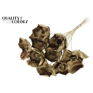QC Dried Palm Cup on stem | Colour: Gold | Length ± 50 centimetres | 10 stems per bunch