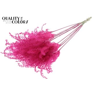 QC Dried Miscanthus Plumes | Colour: Cherry-Coloured | Miscanthus Dried Flowers | Length ± 70 centimetres | 5 plumes per bunch | Per bunch