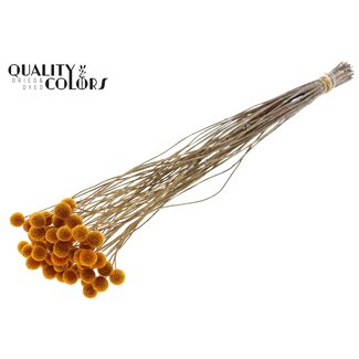 QC Craspedia séchée | Couleur : Abricot | Fleurs séchées en forme de bâton de tambour | Longueur ± 70 centimètres | 10 tiges par bouquet | Par bouquet
