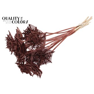 QC Rattan Lata Spiderweb on stick | Colour: Brown | Lata Spiderweb flat Plant Stake | Length ± 50 centimetres | 10 plant stakes per bunch