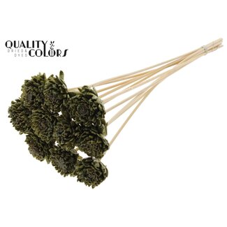 QC Shola Zinnia met was op stok | Kleur: Olijfgroen | Shola Zinia | Diameter 6 centimeter | Lengte ± 50 centimeter | 10 bijstekers per bos | Per bos