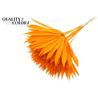 QC Dried Bleached Palm Sun | Colour: Orange | Fan-Shaped Palm Leaves | Length ± 50 centimetres | 10 stems per bunch | Per bunch