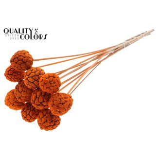 QC Gebleichte Atta-Frucht auf Stiel | Farbe: Orange | Zimtapfel-Stecker | Länge ± 50 Zentimeter | 10 Stecker pro Bund