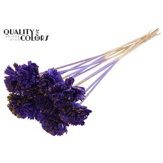 QC Shola Karnish Flower on stem | Colour: Spattered Purple Yellow | Diameter 6 centimeter | Length ± 50 centimeter | 10 picks per bunch | Per bunch