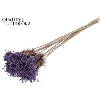 QC Mini Button Flowers Bouquet on Stick | Colour: Milka Purple | Mini Button Insert Stick | Length ± 50 centimetres | 10 insert sticks per bunch