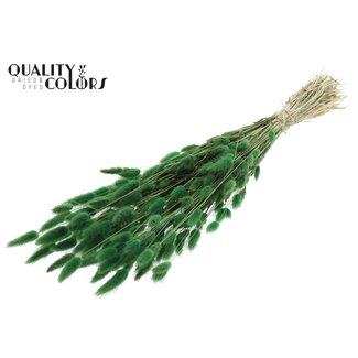 QC Getrocknete Hasenschwänzchen Premium | Farbe: Grün | Lagurus Ovatus Trockenblumen | Länge ± 60 Zentimeter | Gewicht 60 Gramm | Pro Bund
