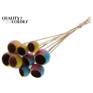 QC Dried Bellgums "Ibiza" | Colour: Mixed Colours | Bell Cup Pick | Length ± 50 centimetres | 10 picks per bunch