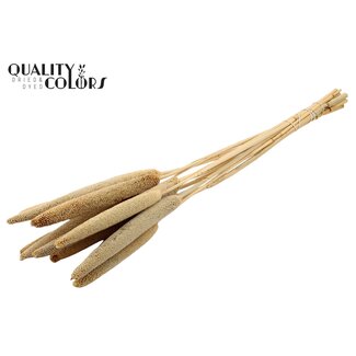 QC Babala of Parelgierst | Kleur: Naturelle Lichtbruin | Lengte ± 65 centimeter | 10 stelen per bos | Per bos