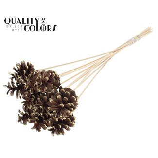 QC Dennenappel op stok | Kleur: Bruin met Goudkleurig Gepunt | Diameter 5 - 7 centimeter | Lengte ± 50 centimeter | 10 bijstekers per bos