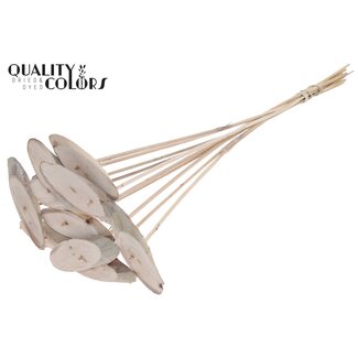 QC Oval Wooden Disc on Stick | Colour: Frosted White | Wooden Disc Insert | Diameter 5 - 7 centimetres | Length ± 50 centimetres | 10 inserts per bunch | Per bunch