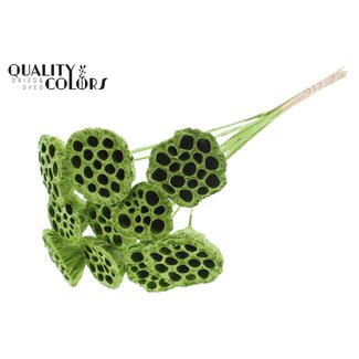 QC Gedroogde Lotus Peulen op stok | Kleur: Lichtgroen | Diameter Lotus 5 - 7 centimeter | Lengte bijsteker ± 50 centimeter | 10 bijstekers per bos