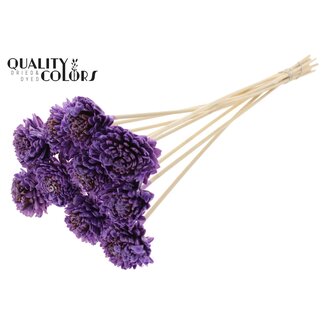 QC Shola Zinnia with wax on stem | Colour: Milky purple | Shola Zinia | Diameter 6 centimeter | Length ± 50 centimeter | 10 filler picks per bunch | Per bunch