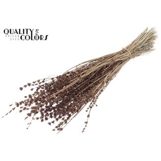 QC Gedroogde Lavendel | Kleur: Bruin | Lavendel Droogbloemen | Lengte ± 50 centimeter | Per bos