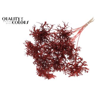 QC Dry Tree on stick | Colour: Coral | Dry Tree Stick | Stick length ± 50 centimetres | 10 sticks per bunch