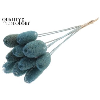 QC Mini Loofah Sponge on stick | Colour: Light Blue | Loofah Plant Stake | Length ± 50 centimetres | 10 stakes per bunch