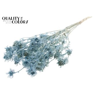 QC Dried Bleached Carthamus | Colour: Frosted Light Blue | Safflower or Bidens Dried Flowers | Length ± 70 centimetres | Per bunch