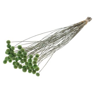 QC Craspedia séchée | Couleur : Menthe givrée | Fleurs séchées en forme de bâton de tambour | Longueur ± 70 centimètres | 10 tiges par bouquet | Par bouquet