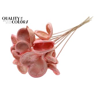 QC Bleached Badam on stick | Colour: Light pink | Length of stick approximately 50 centimetres | 10 sticks per bunch