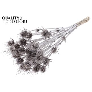 QC Dried Cardistella Thistles | Colour: Platinum | Cardi Stella Dried Flowers | Length ± 55 centimetres | 10 stems per bunch | Per bunch