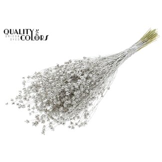 QC Gedroogd Lino Vlas | Kleur: Platinakleurig | Linum Droogbloemen | Lengte ± 50 centimeter | Gewicht 150 gram | Per bos