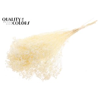 QC Gebleichte Getrocknete Broom Bloom | Farbe: Natur | Besenginster Trockenblumen | Länge ± 50 Zentimeter | Gewicht 100 Gramm | Pro Bund