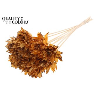 QC Shola Dennenhouten Bloem op stok | Kleur: Abrikooskleurig | Shola Slice Pine Bijsteker | Diameter bloem 6 centimeter | Lengte bijsteker ± 50 centimeter | 10 bijstekers per bos