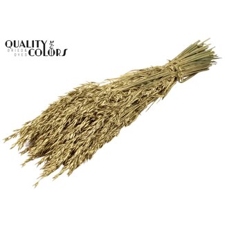 QC Gedroogde Haver | Kleur: Goudkleurig | Avena Droogbloemen | Lengte ± 60 centimeter | Gewicht 250 gram | Per bos