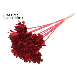 QC Shola Blume am Stiel | Farbe: Rot | Shola Slice Pine | Durchmesser 6 centimeter | Länge ± 50 centimeter | 10 Stecker pro Bund | Pro Bund