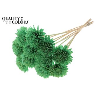 QC Shola Zinnia Fleur sur tige | Couleur: Vert menthe | Shola Zinia | Diamètre 8 centimeter | Longueur ± 50 centimeter | 10 piques d'appoint par bouquet | Par bouquet