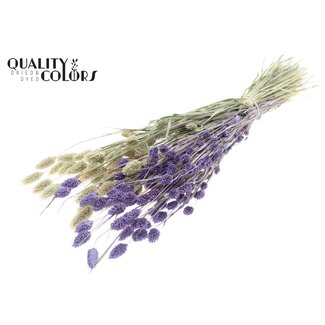 QC Gedroogde Phalaris | Kleur: Tweekleurig Frosted Milkapaars | Kanariegras Droogbloemen | Lengte ± 60 centimeter | Gewicht 220 gram | Per bos