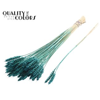 QC Gedroogde Tarwe | Kleur: Turquoise | Triticum Droogbloemen | Lengte ± 55 centimeter | 3 takjes per toefje | 25 toefjes per bos | Per bos