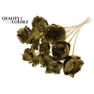 QC Gedroogde Gebleekte Palm Cup op steel | Kleur: Olijfgroen | Lengte ± 50 centimeter | 10 stelen per bos