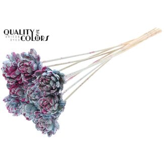 QC Shola Rose on stem | Colour: Splattered Light Blue Cherry-coloured | Shola New Beauty Rose | Diameter 6 centimetre | Length ± 50 centimetre | 10 picks per bunch | Per bunch