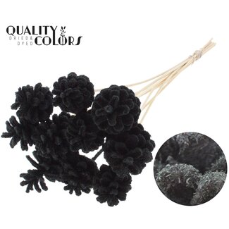 QC Pomme de pin sur bâton | Couleur : Sciure Noire | Diamètre 5 - 7 centimètres | Longueur ± 50 centimètres | 10 piques par bouquet