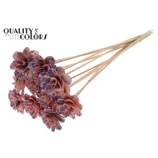 QC Shola Houten Roos op stok | Kleur: Gespetterd Roze Milkapaars | Shola Beetal Rose Bijsteker | Diameter roos 6 centimeter | Lengte bijsteker ± 50 centimeter | 10 bijstekers per bos
