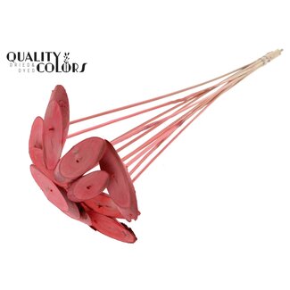 QC Oval Wooden Disc on Stick | Colour: Coral | Wooden Disc Insert | Diameter 5 - 7 centimetres | Length ± 50 centimetres | 10 inserts per bunch | Per bunch