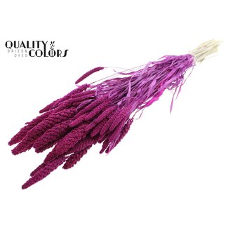 QC Millet Blanchi Séché | Couleur : Lilas | Fleurs Séchées de Pennisetum | Longueur ± 70 centimètres | Poids 200 grammes | Par bouquet