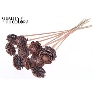 QC Halve Dennenappel op stok | Kleur: Frosted Zalmkleurig | Diameter 5 - 7 centimeter | Lengte ± 50 centimeter | 10 bijstekers per bos