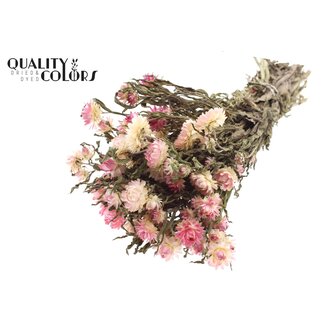 QC Gedroogde Strobloem | Kleur: Naturelle Roze | Helichrysum Droogbloemen | Lengte ± 45 centimeter | Gewicht ± 75 gram | Per bos
