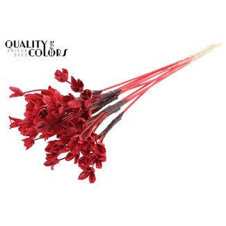 QC Bakuli am Stiel | Farbe: Rot | Bucheckern Samenkapsel Einstecker | Länge ± 50 Zentimeter | 10 Einstecker pro Bund