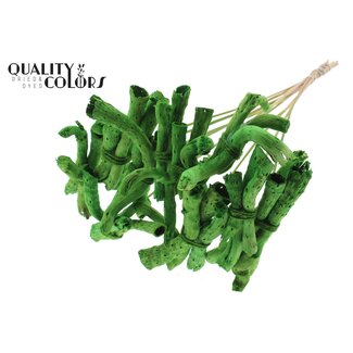 QC Gandiraj Bark on a Stick | Colour: Green | Gandiraj Decorative Stick | Length ± 50 centimetres | 10 decorative sticks per bunch