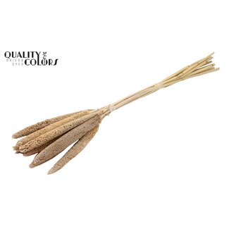 QC Babala de Millet Perlé | Couleur : Blanc Givré | Longueur ± 65 centimètres | 10 tiges par bouquet | Par bouquet