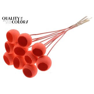 QC Gebleichte Getrocknete Bellgums | Farbe: Korallenfarbe | Bell Cup Stecker | Länge ± 50 Zentimeter | 10 Stecker pro Bund