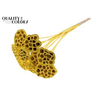 QC Lotus séchées sur tige | Couleur : Jaune | Diamètre Lotus 5 - 7 centimètres | Longueur de la tige ± 50 centimètres | 10 tiges par bouquet