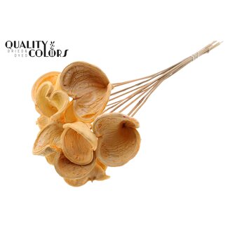 QC Bleached Badam on stick | Colour: Salmon-coloured | Length of stick approx. 50 centimetres | 10 sticks per bunch