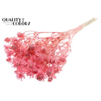 QC Gedroogde Gebleekte Carthamus | Kleur: Frosted Roze | Saffloer of Bidens Droogbloemen | Lengte ± 70 centimeter | Per bos